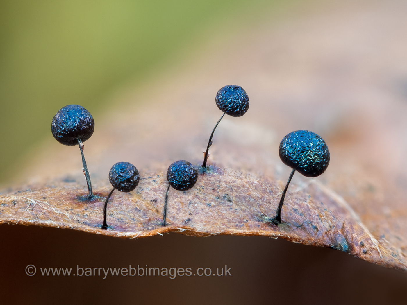 Photo © Barry Webb Lamproderma scintillans by Barry Webb